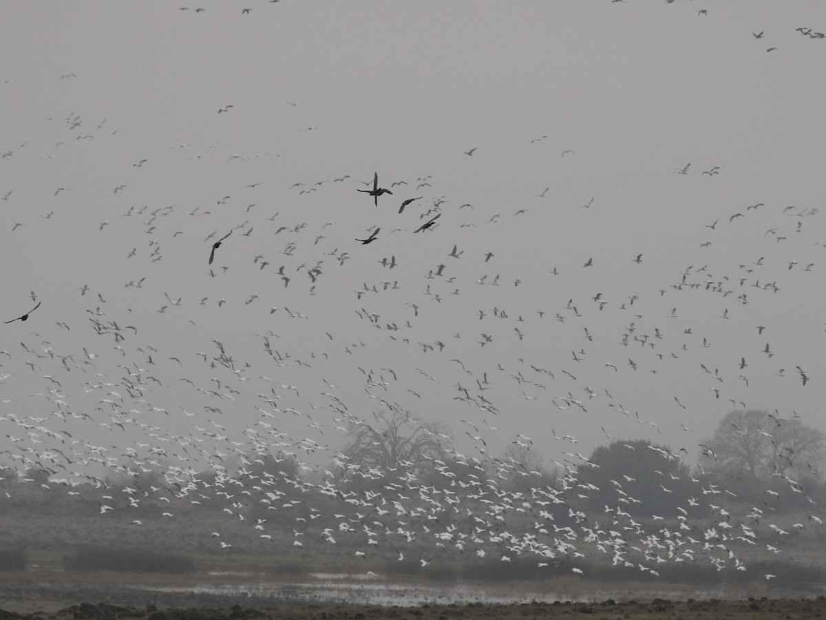 Kar Kazı - ML647112554