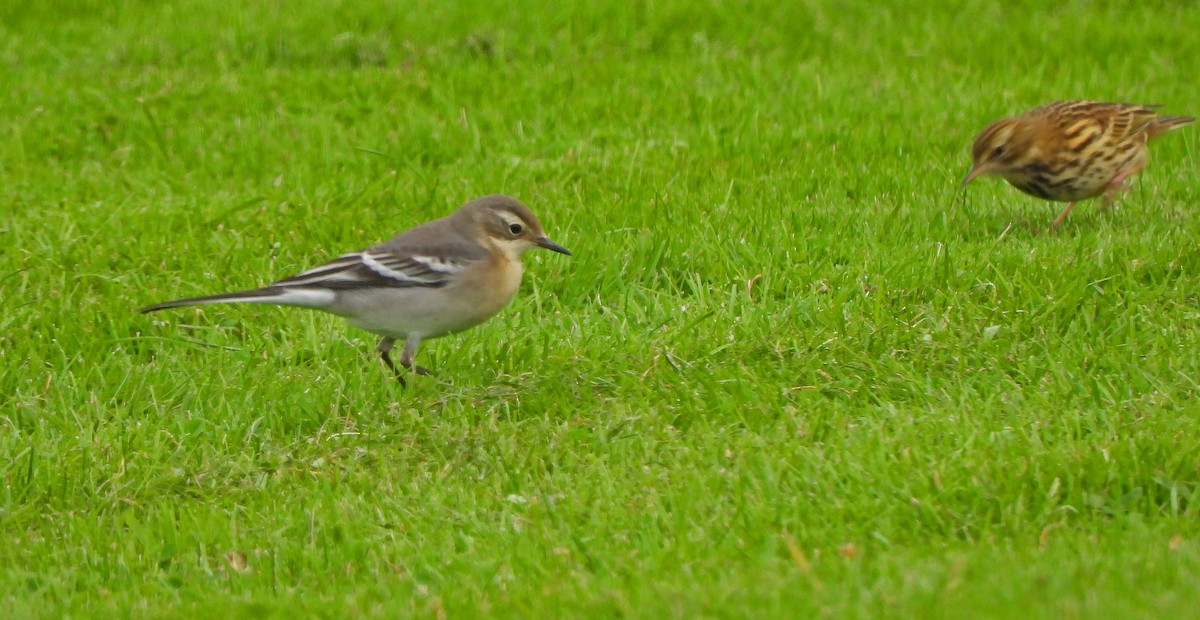 נחליאלי לימוני - ML647112555