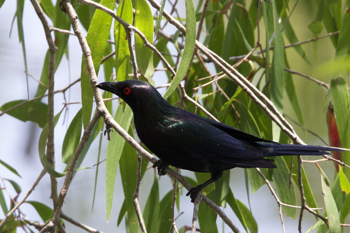 Metalik Sığırcık - ML647112556