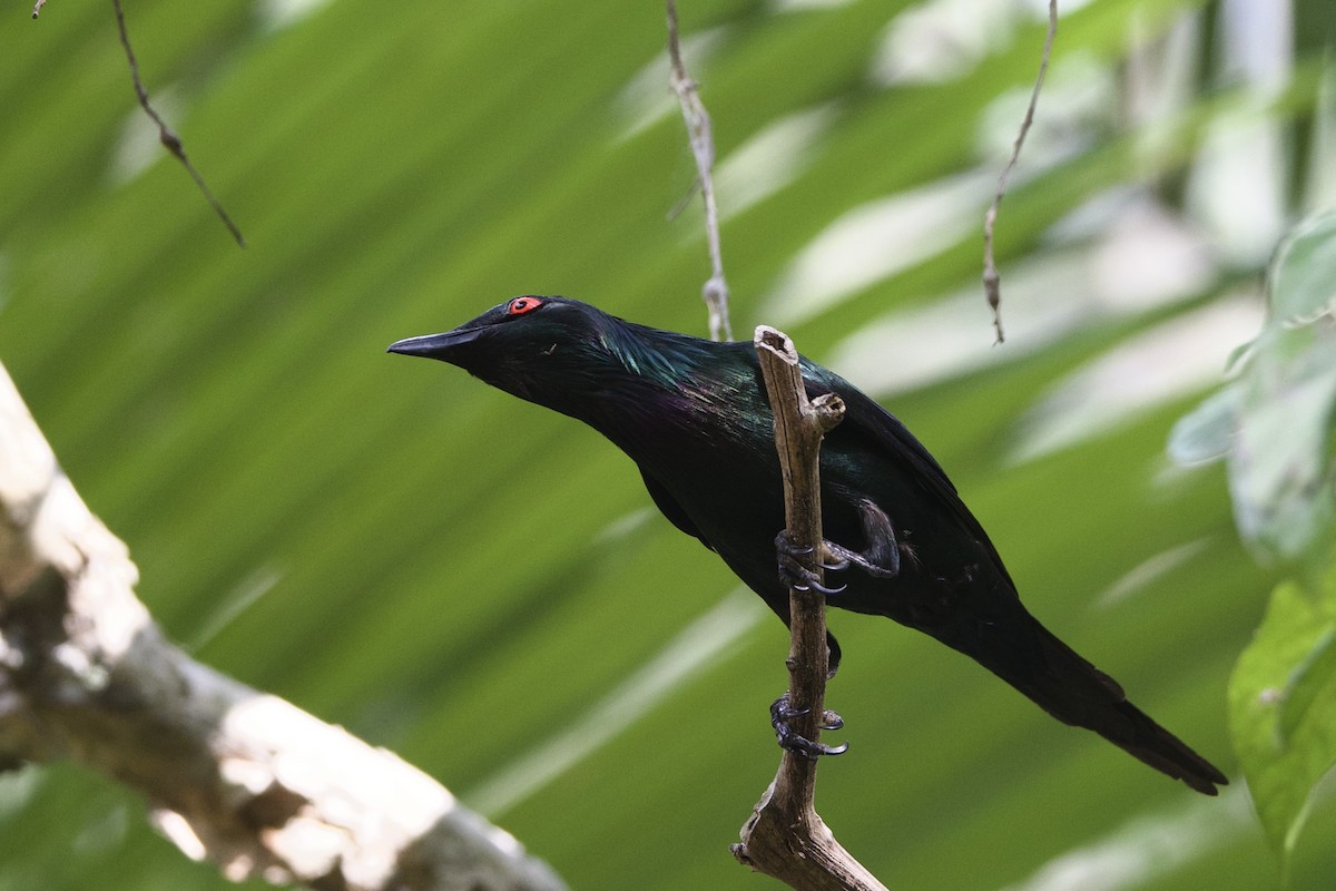 Metalik Sığırcık - ML647112557