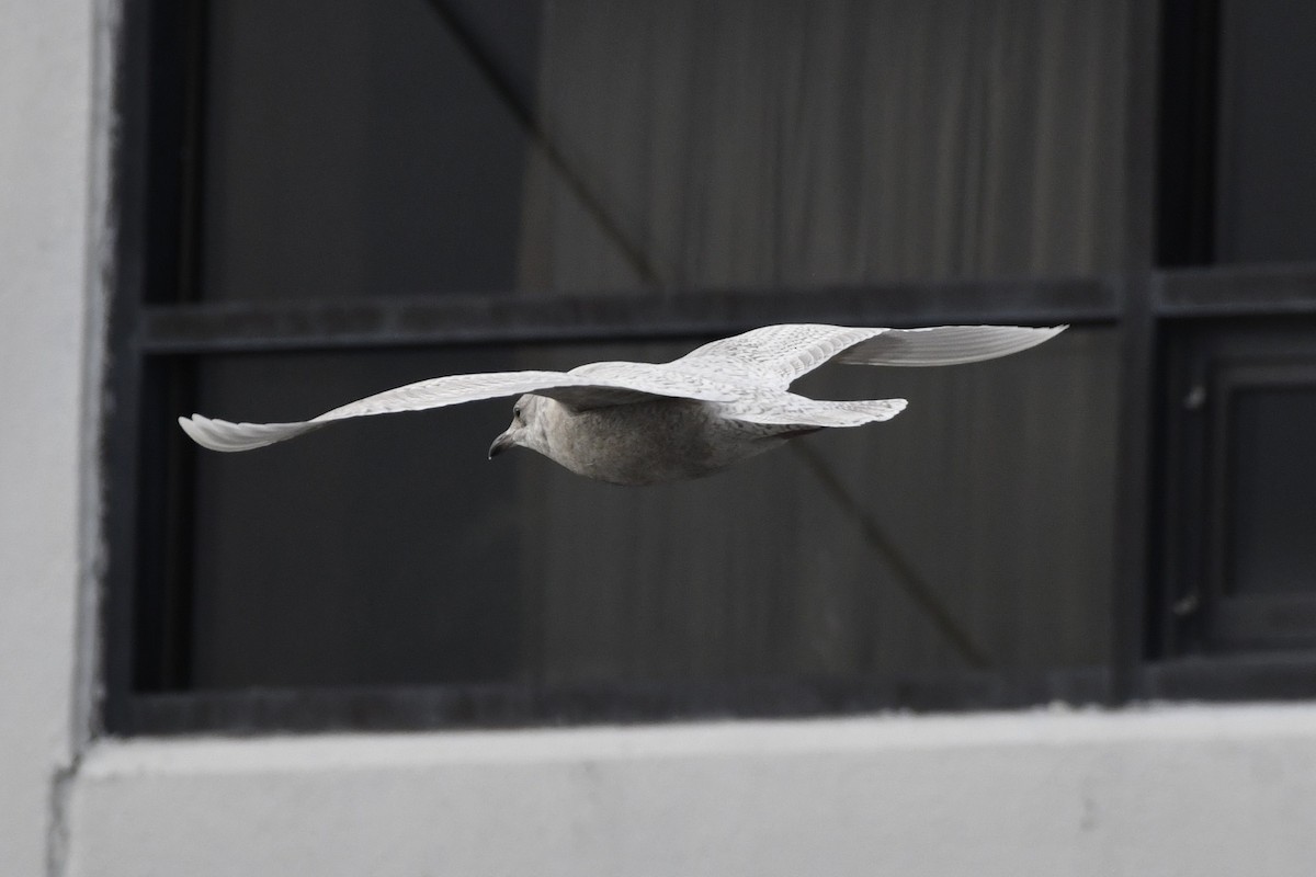Glaucous Gull - ML647112558