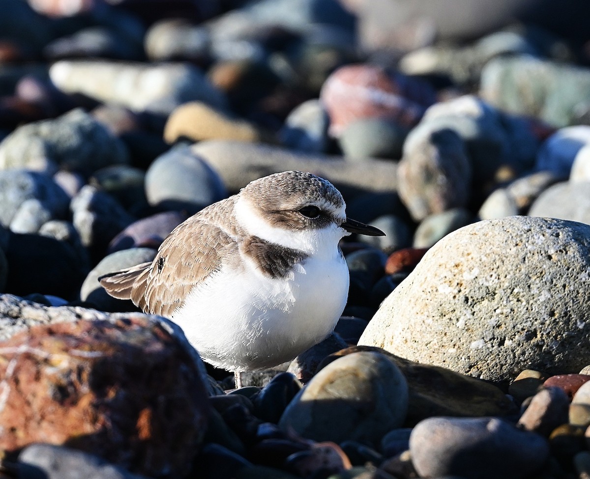 Karlı Cılıbıt - ML647112559