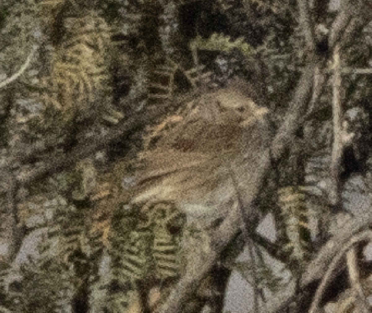 Lincoln Serçesi - ML647112566