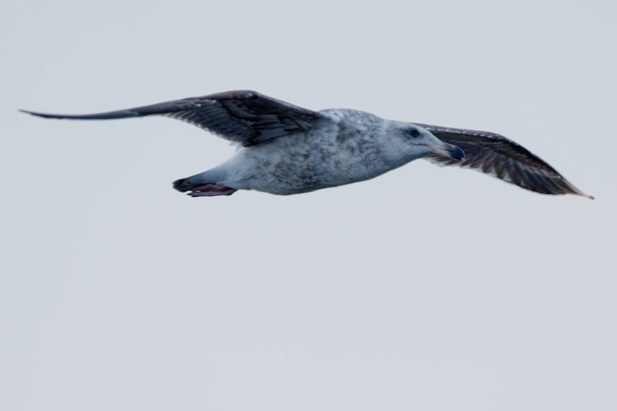 чайка sp. - ML647112567