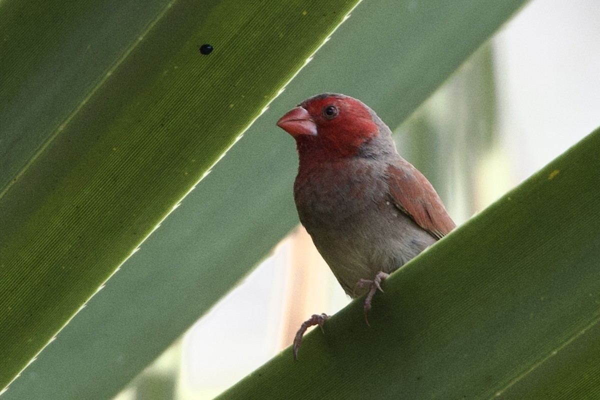 Yakut Belikınalısı (phaeton) - ML647112569