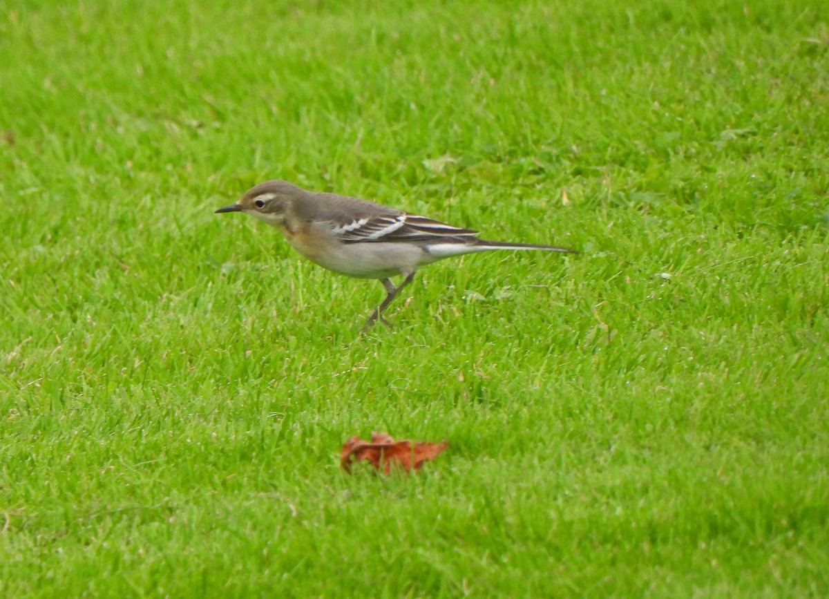 נחליאלי לימוני - ML647112570