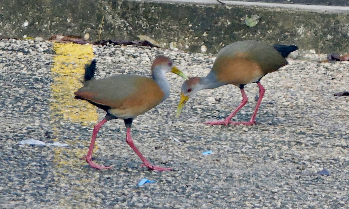 Kızıl Enseli Orman Kılavuzu - ML647112571