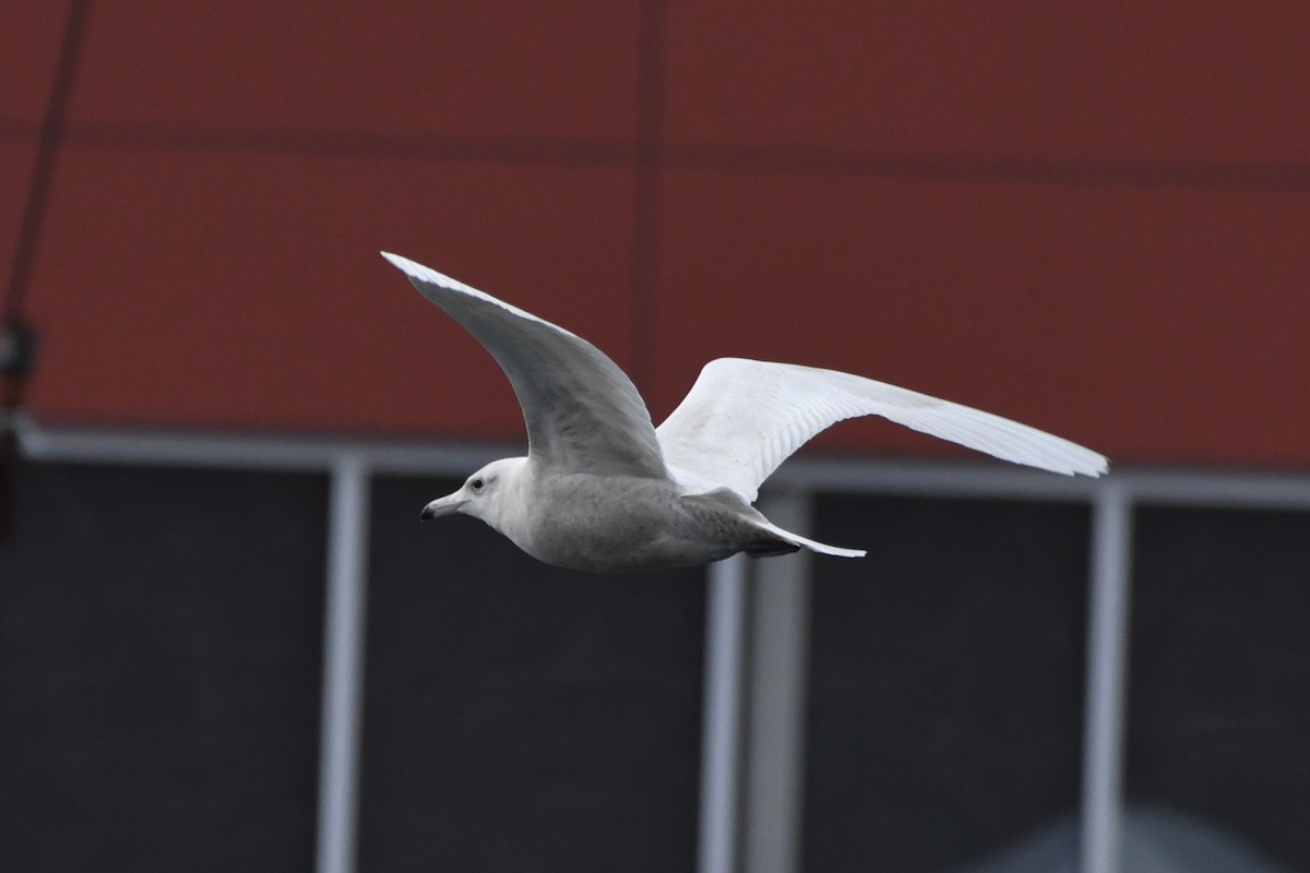Glaucous Gull - ML647112572