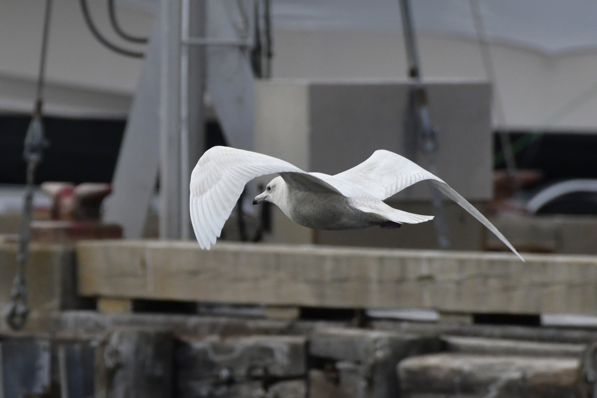 Glaucous Gull - ML647112573