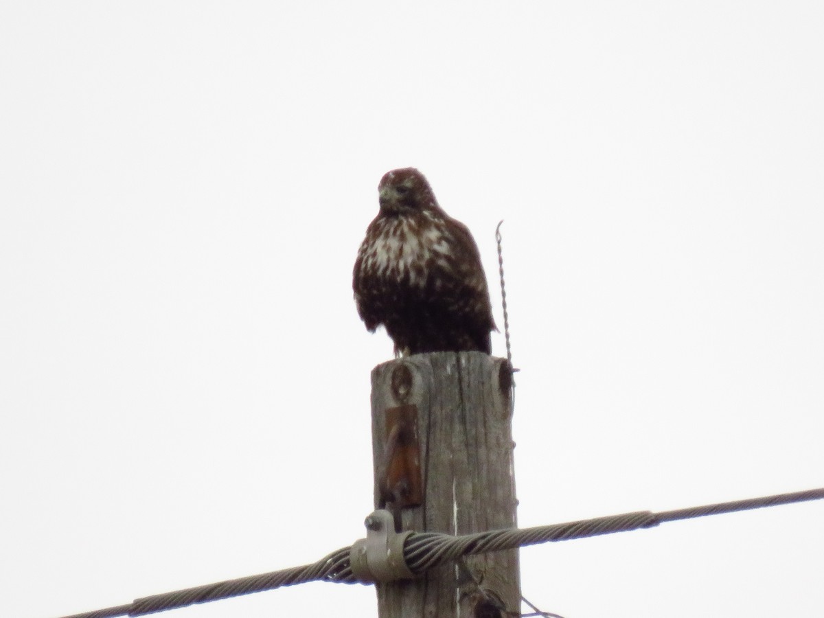 Red-tailed Hawk (Harlan's) - ML647112577