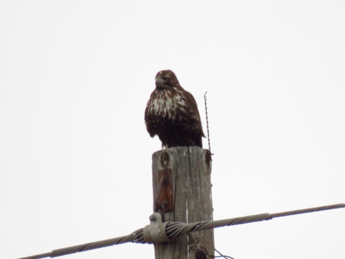 Red-tailed Hawk (Harlan's) - ML647112578