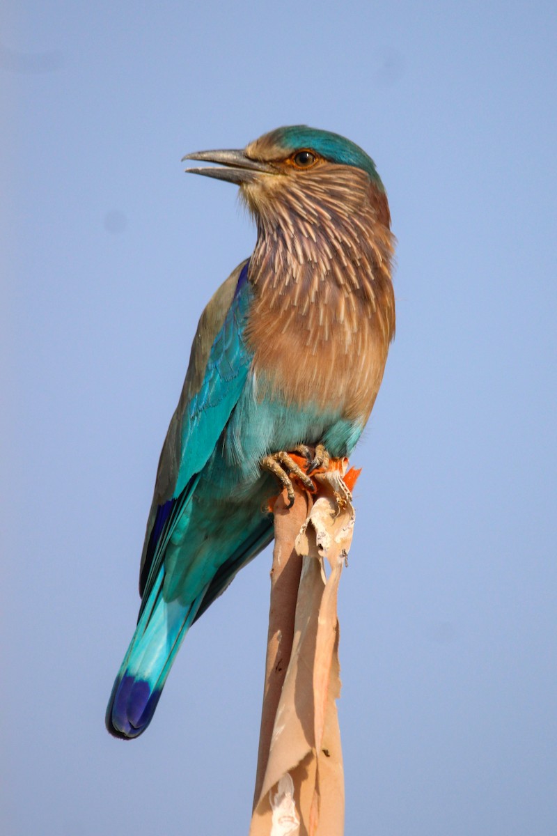 Hint Gökkuzgunu - ML647112579