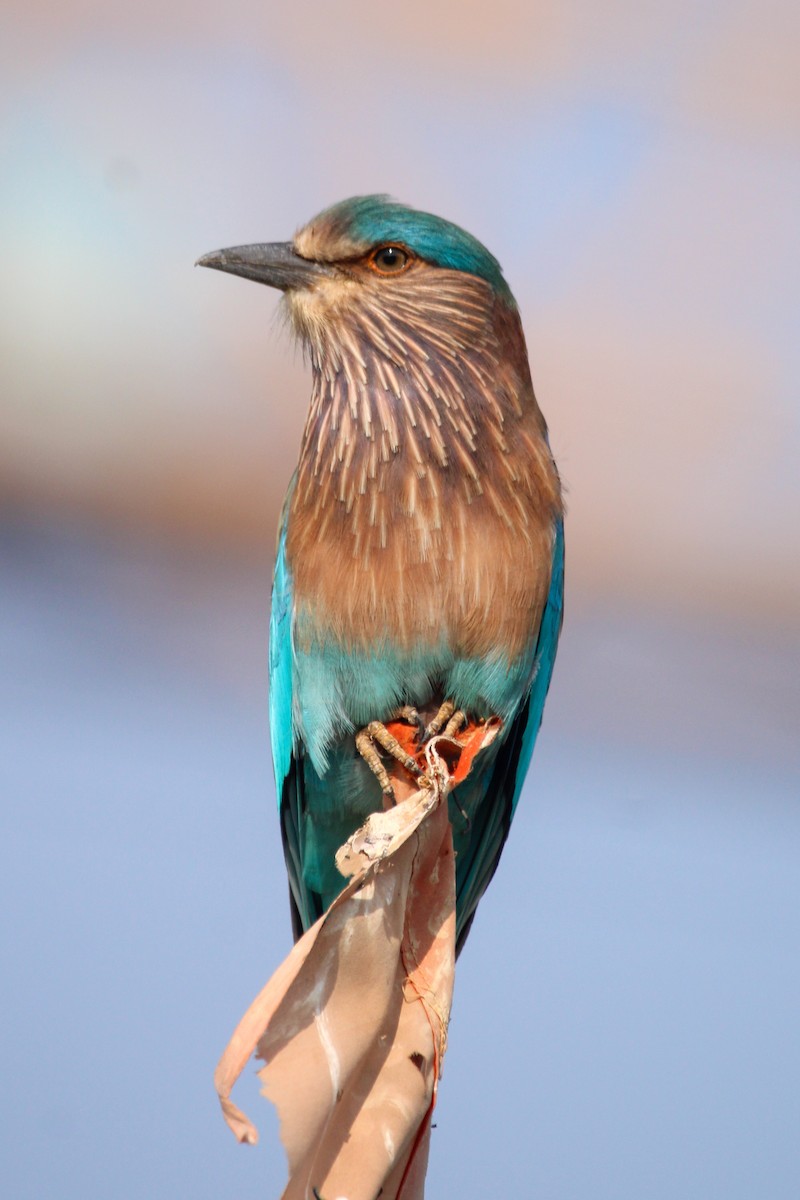 Hint Gökkuzgunu - ML647112580