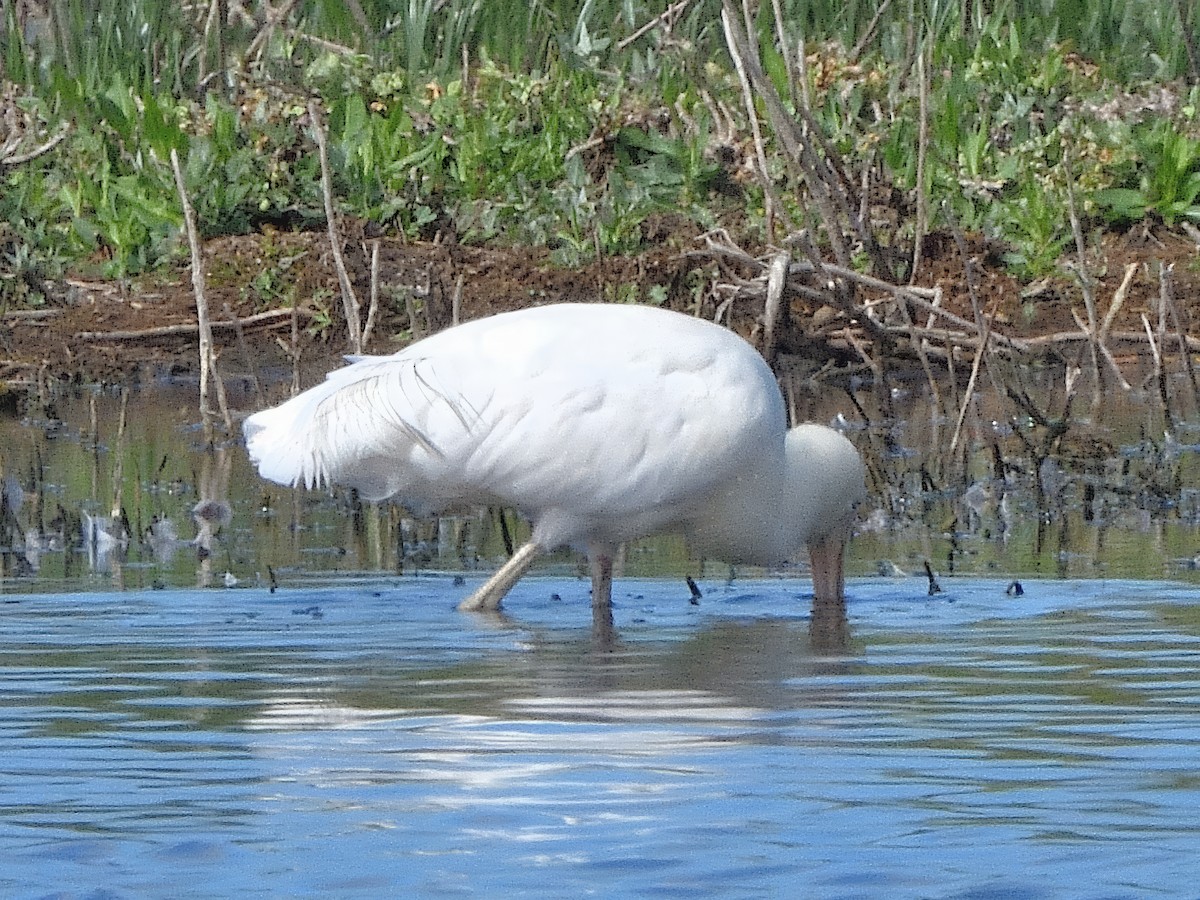 Sarı Yüzlü Kaşıkçı - ML647112581