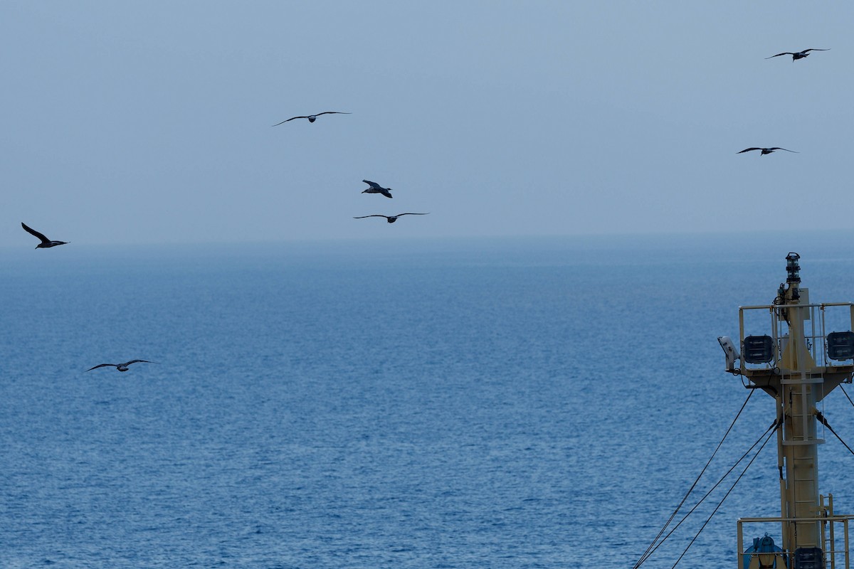 чайка sp. - ML647112582