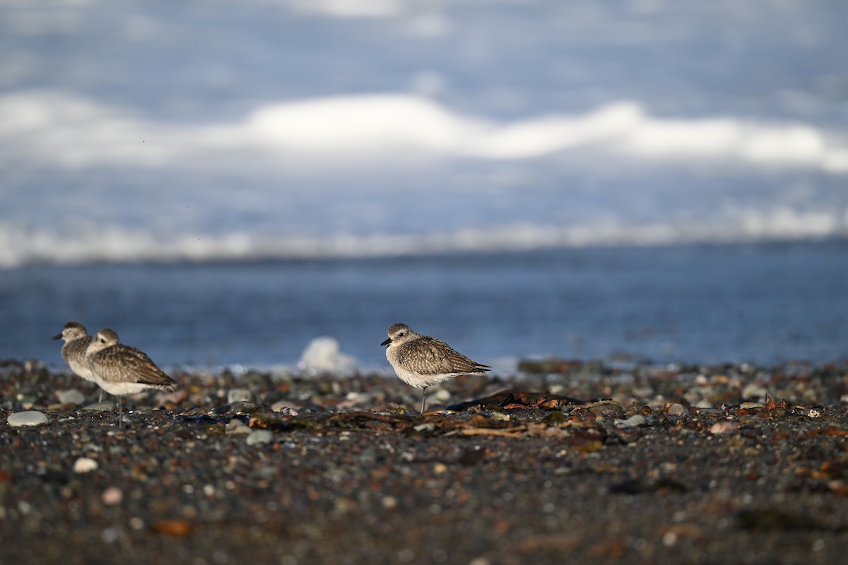 Txirri grisa - ML647112583