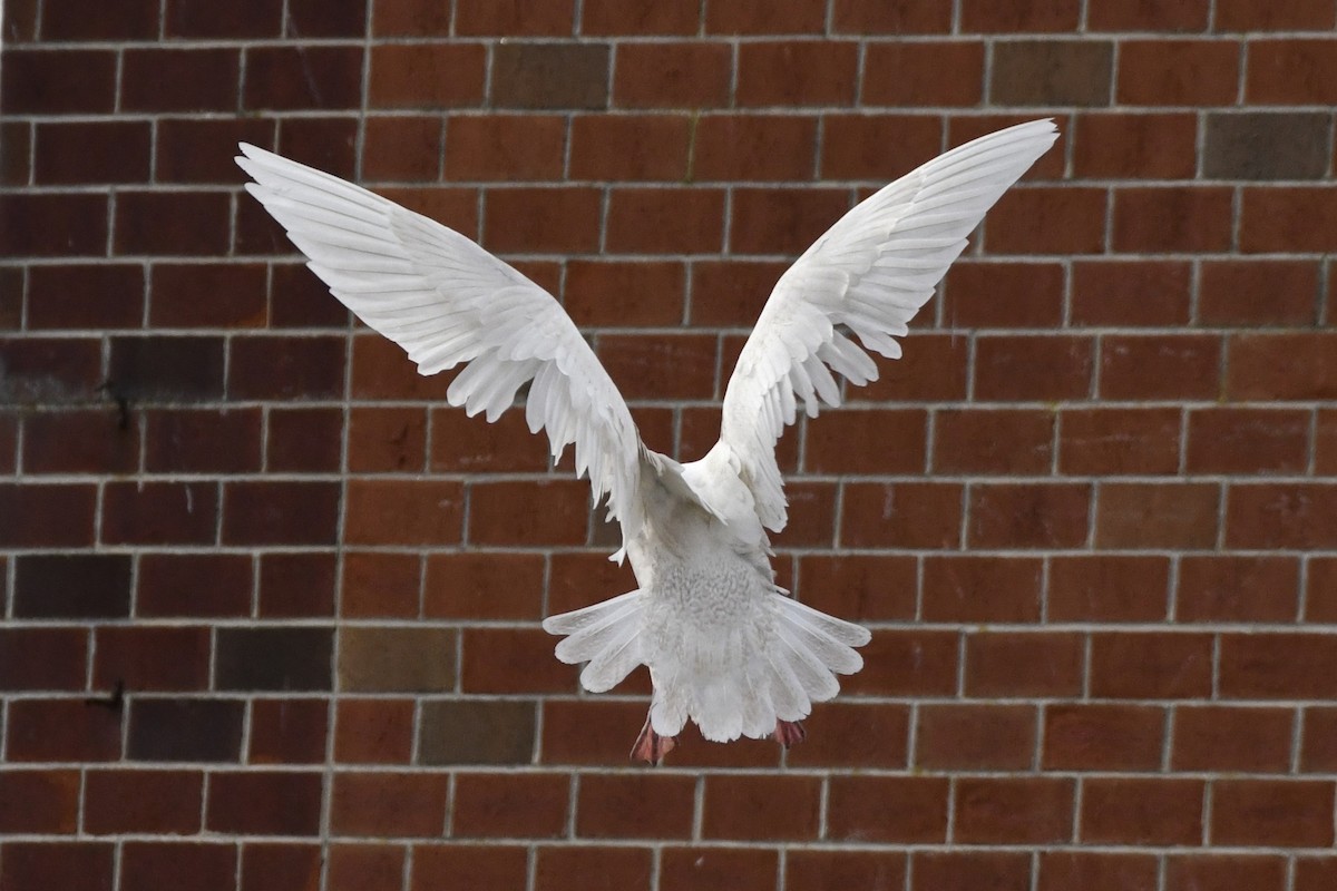 Glaucous Gull - ML647112585