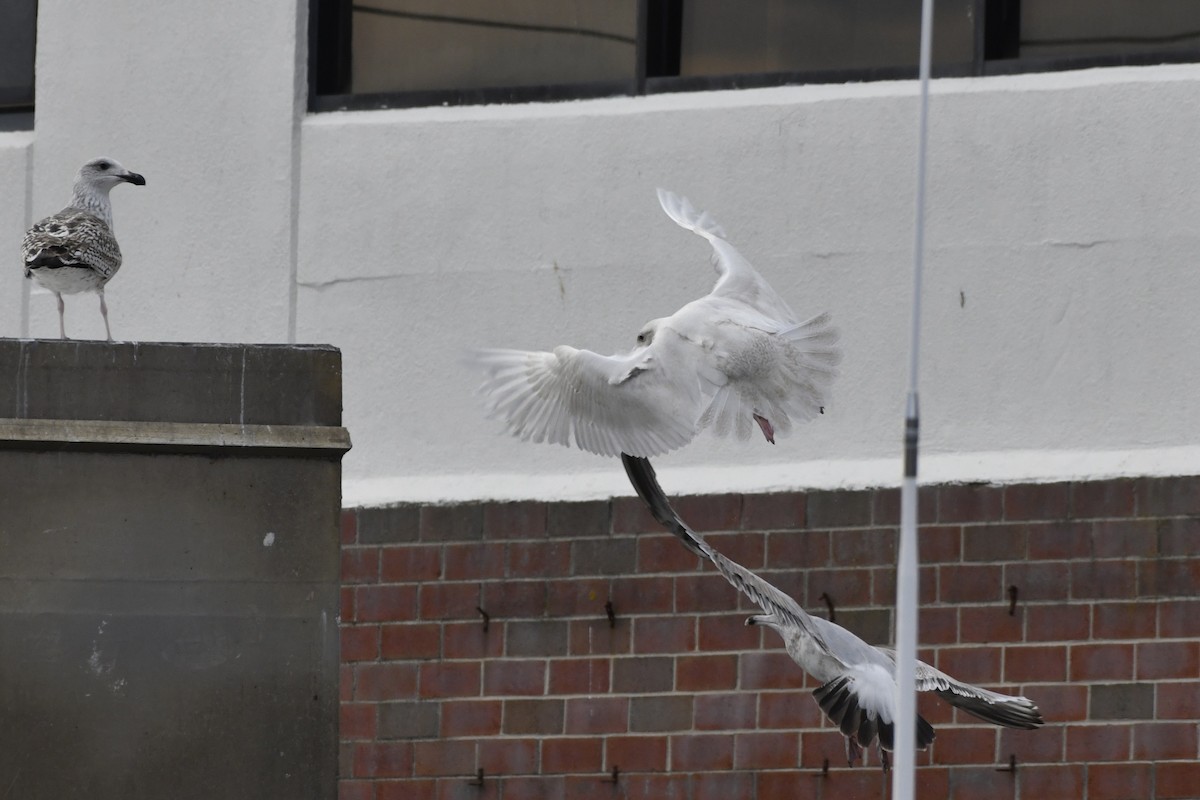 Glaucous Gull - ML647112586