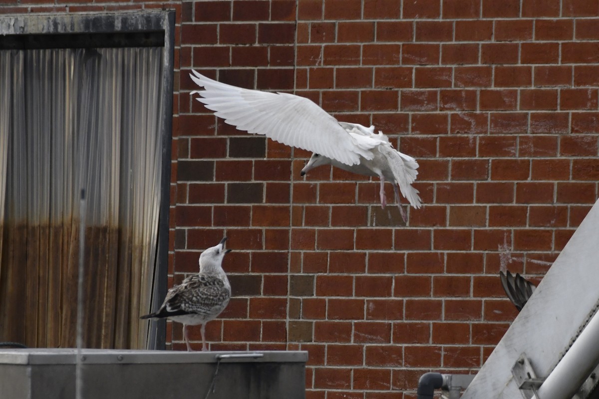 Kutup Martısı - ML647112587