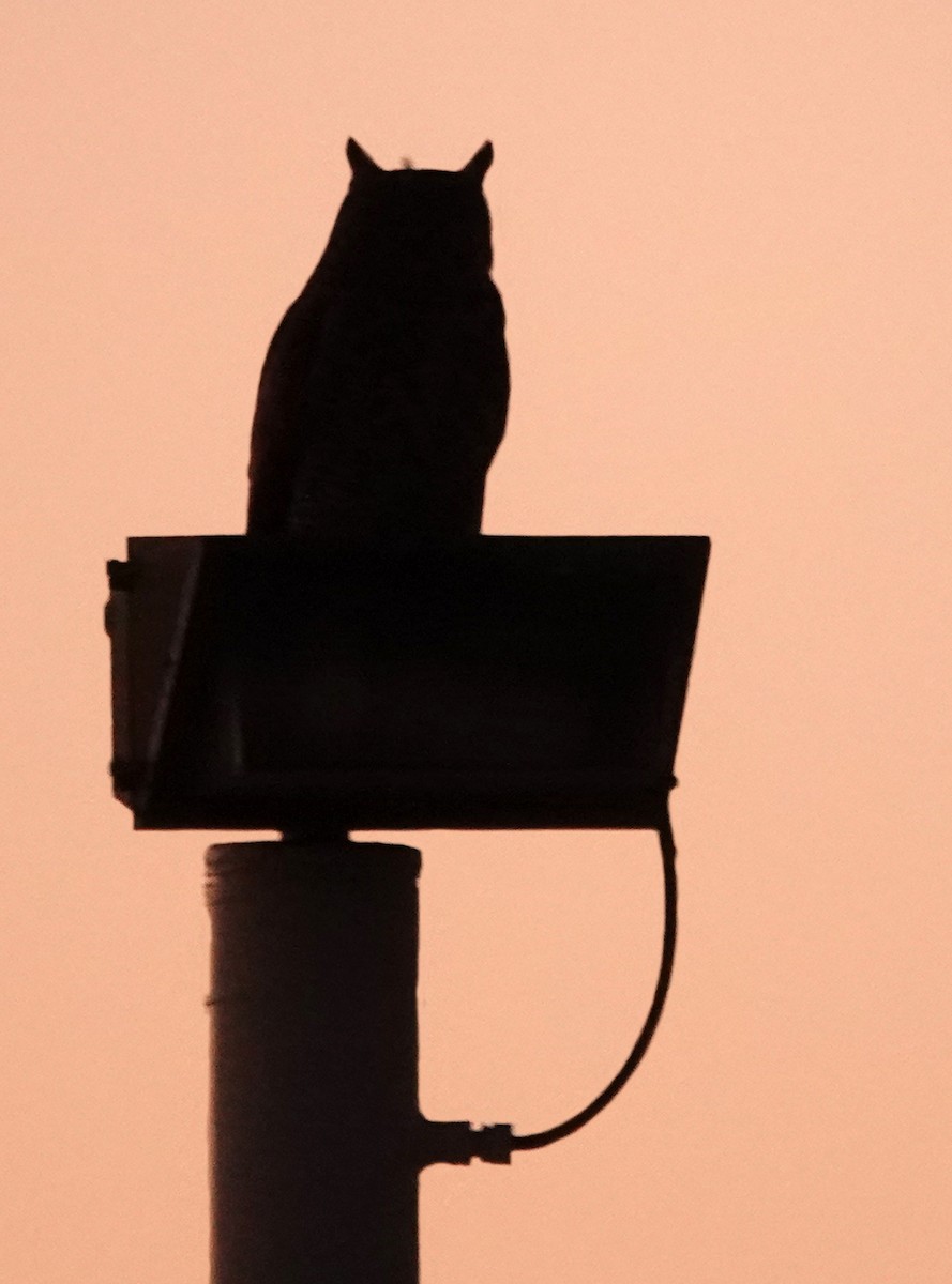 Amerika Puhusu - ML647112588