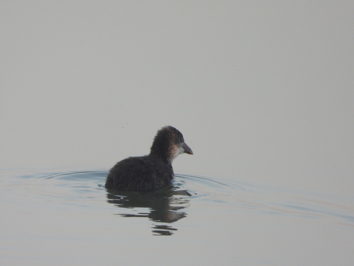 Sakarmeke - ML647112589