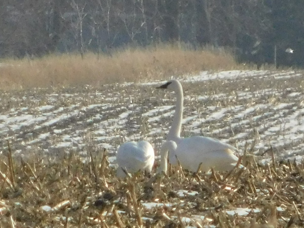 Borazancı Kuğu - ML647112590