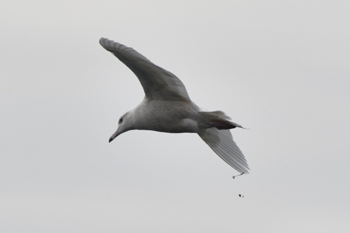 Glaucous Gull - ML647112592