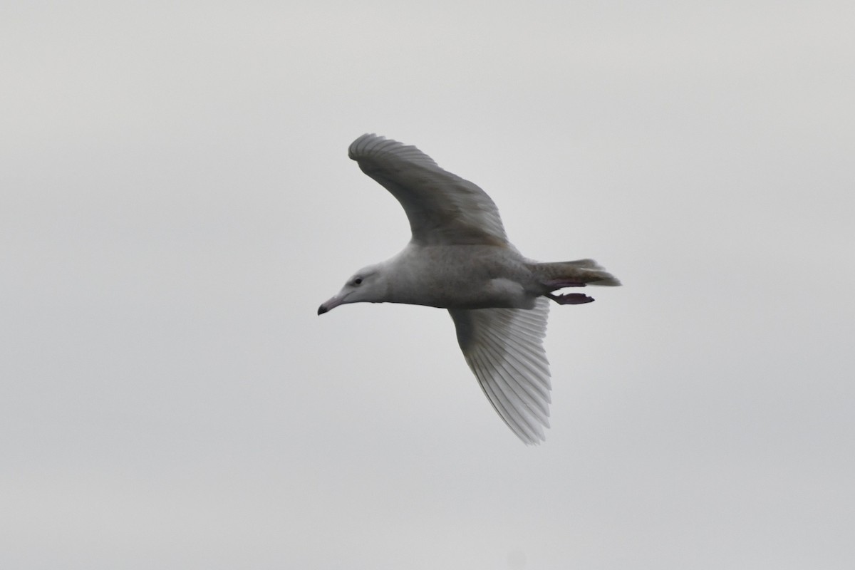 Glaucous Gull - ML647112593
