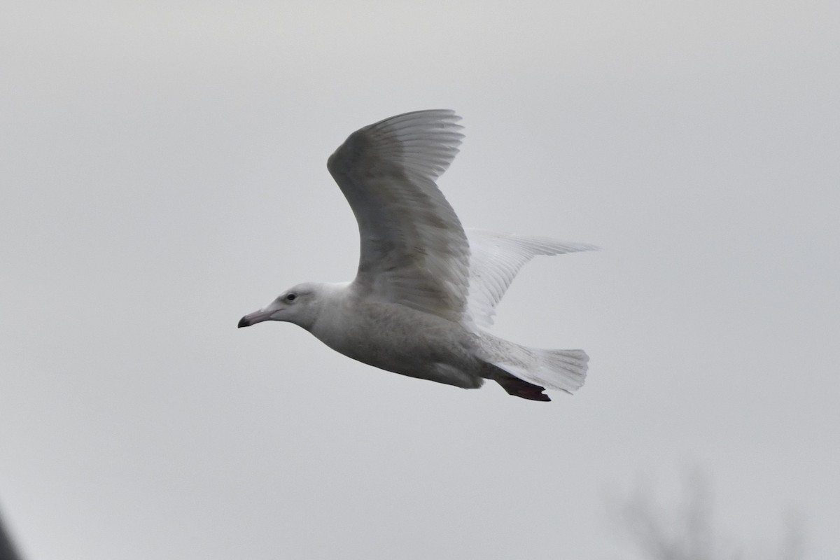 Glaucous Gull - ML647112594