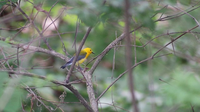 Prothonotary Warbler - ML647112596