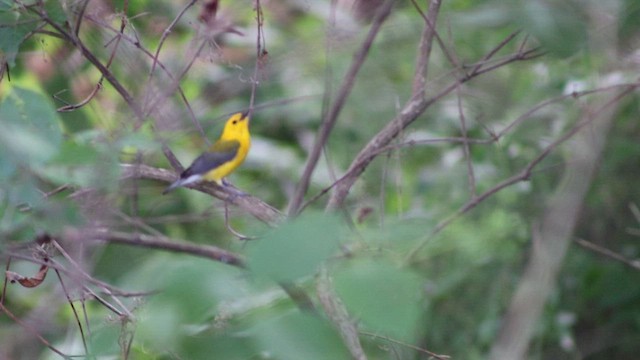 Prothonotary Warbler - ML647112597