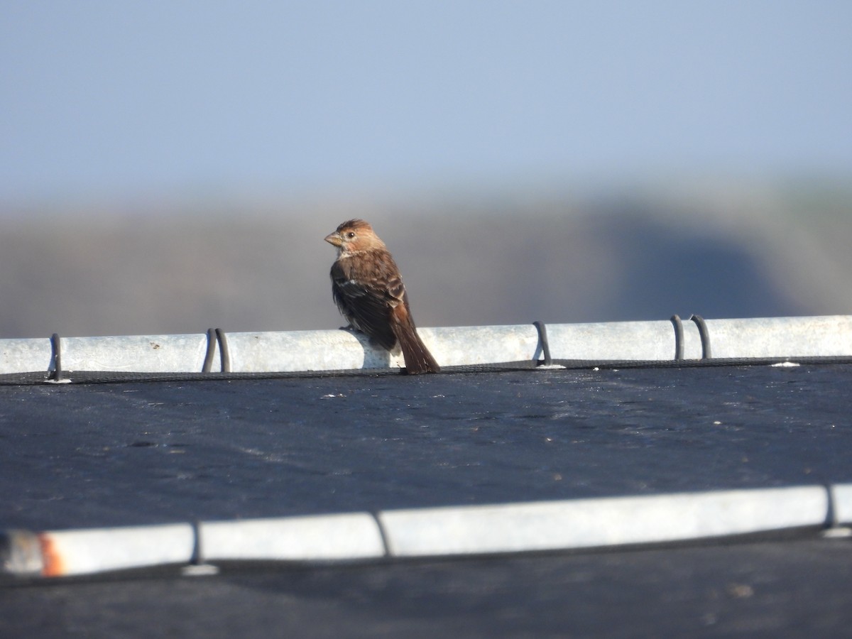 House Finch - ML647112599