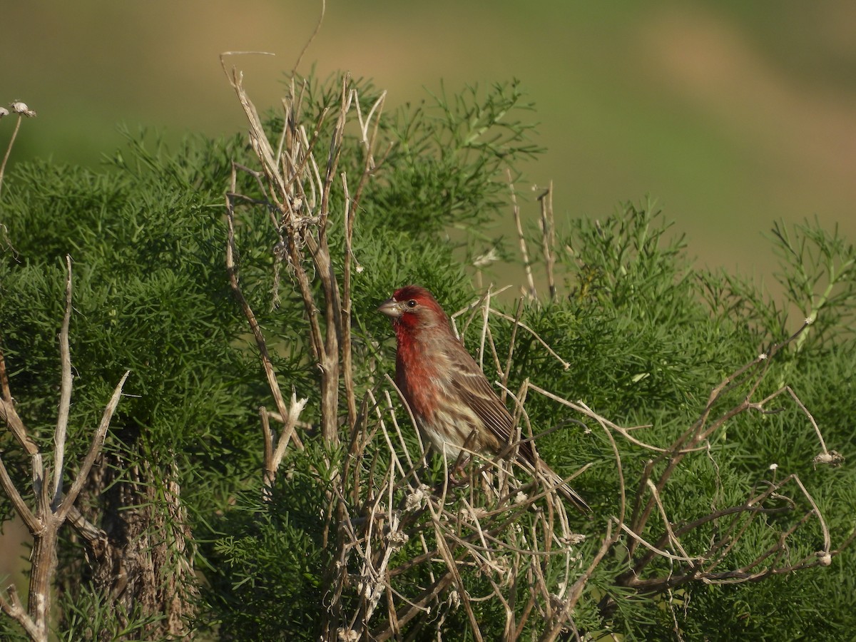 House Finch - ML647112600