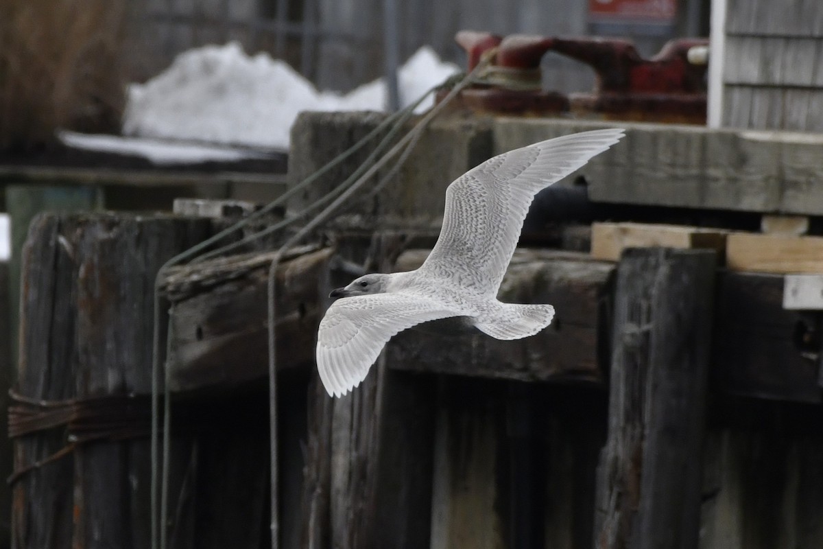 Kaio hegalzuria - ML647112601