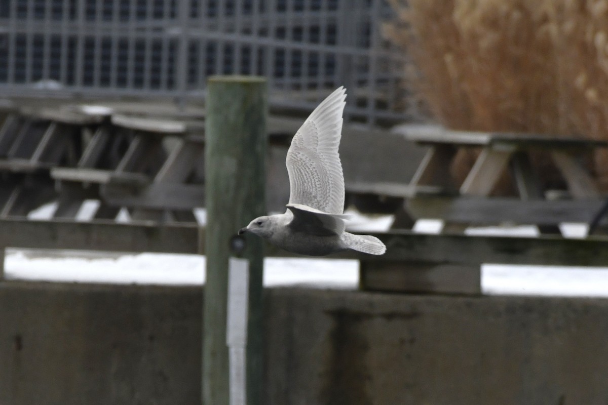 Kaio hegalzuria - ML647112602