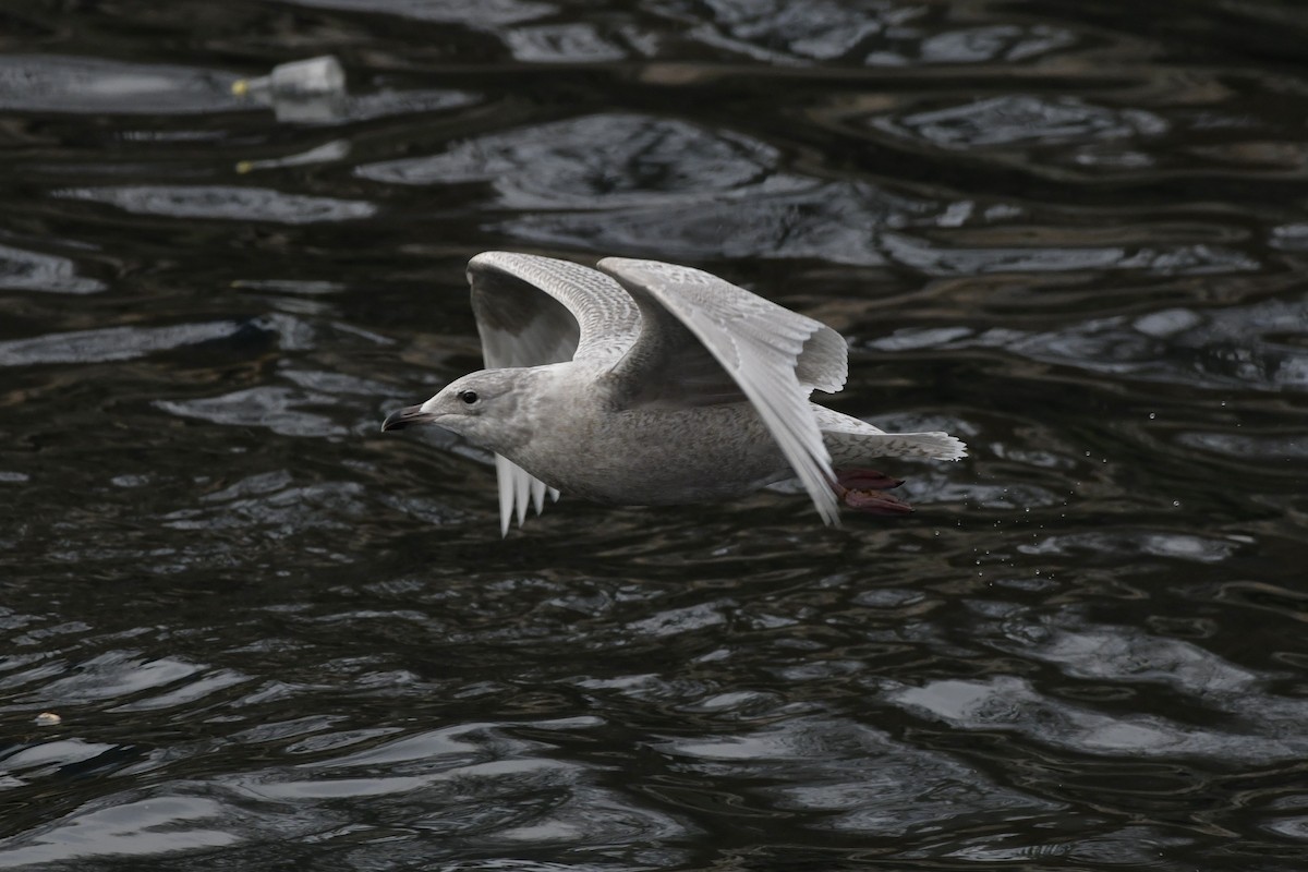 Kaio hegalzuria - ML647112603