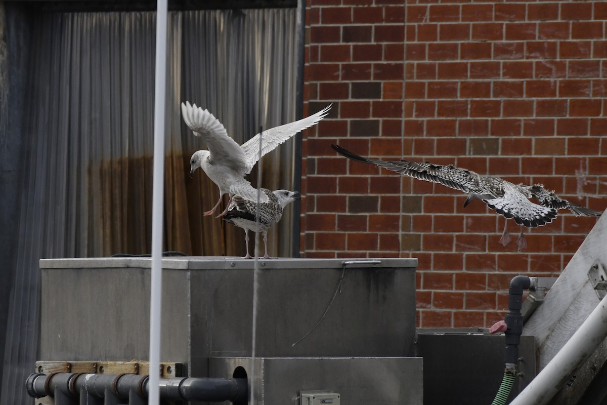 Kaio hegalzuria - ML647112604