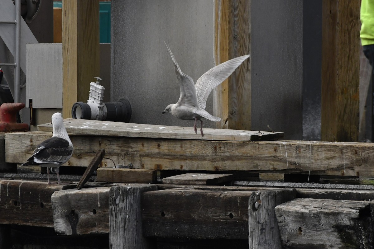 Kaio hegalzuria - ML647112605