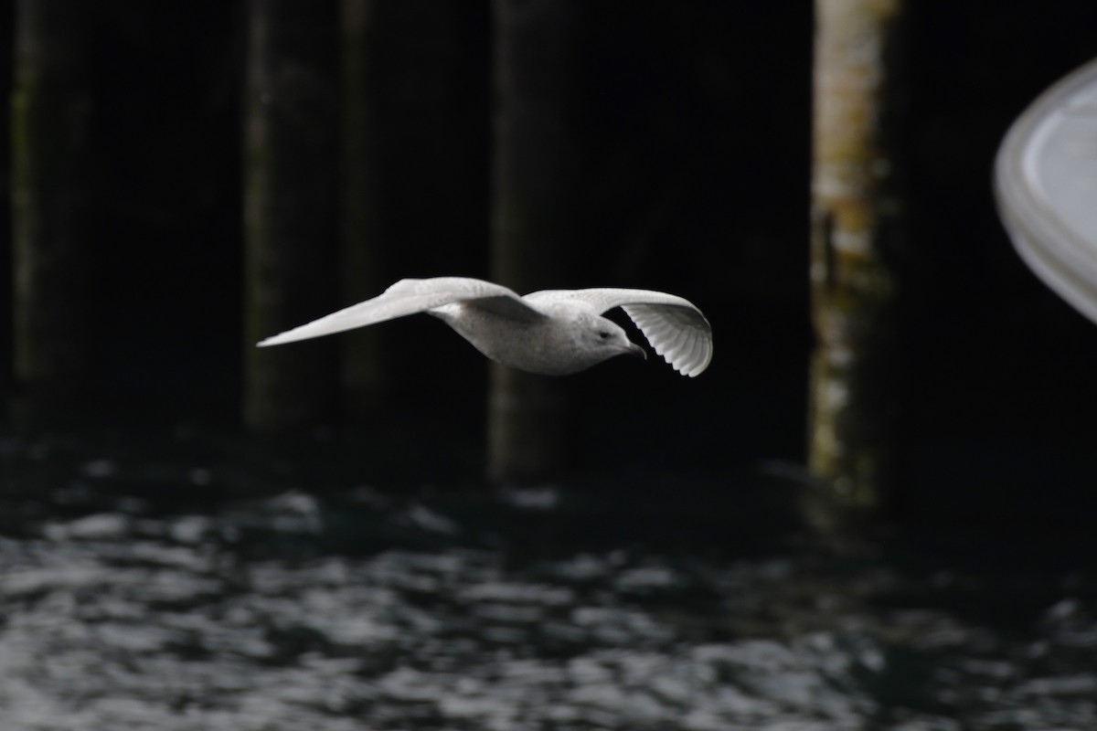 Kaio hegalzuria - ML647112606