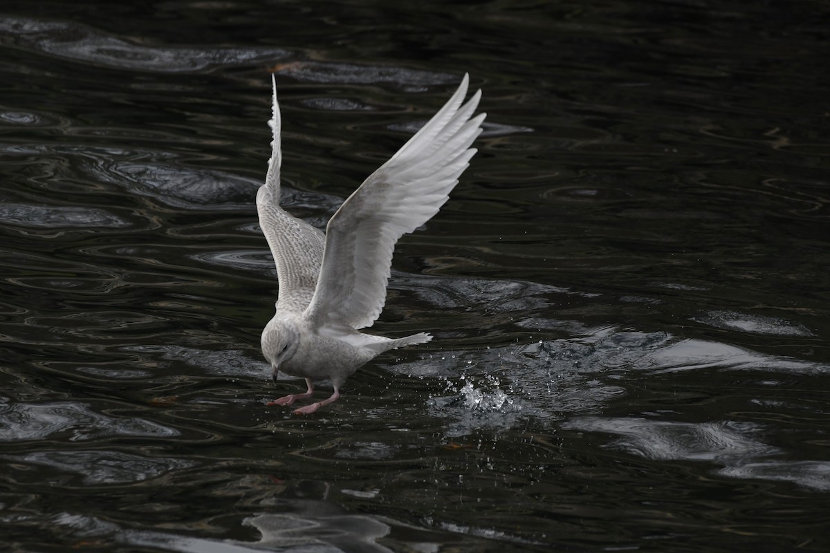 Kaio hegalzuria - ML647112607