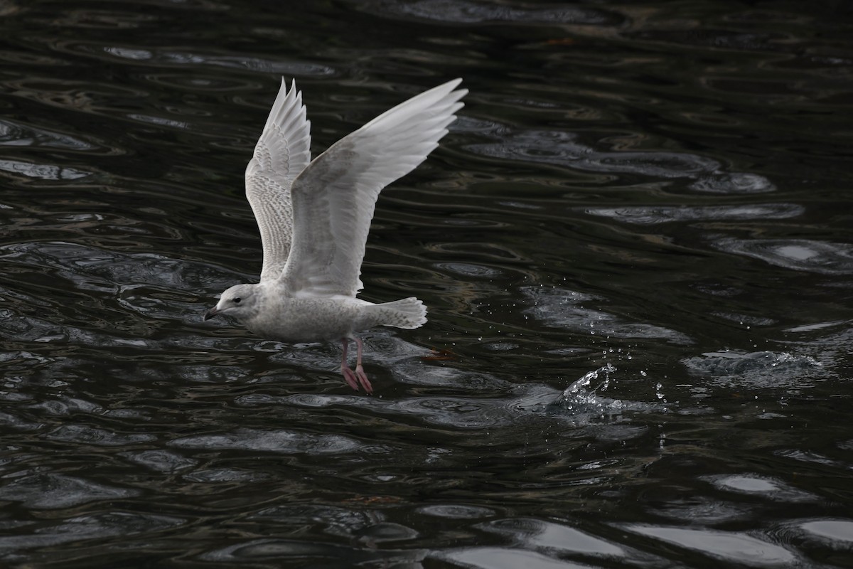 Kaio hegalzuria - ML647112608