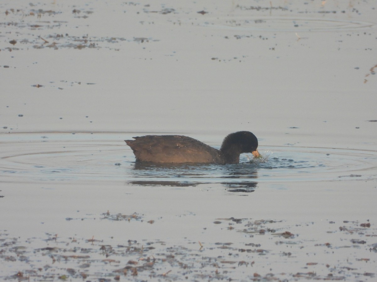 Kopetazuri arrunta - ML647112610