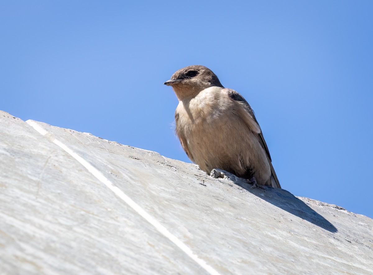 Haitz-enara hegoafrikarra - ML647112618