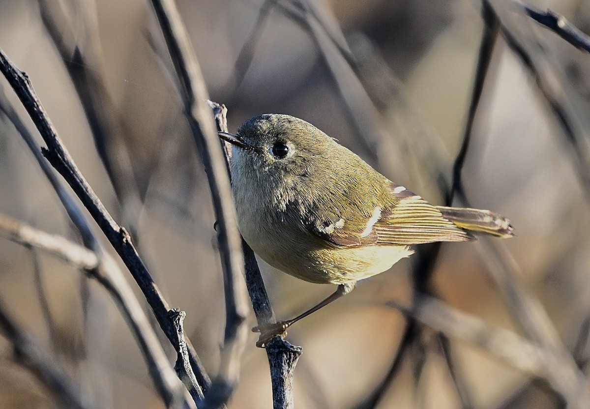 Ruby-crowned Kinglet - ML647112619