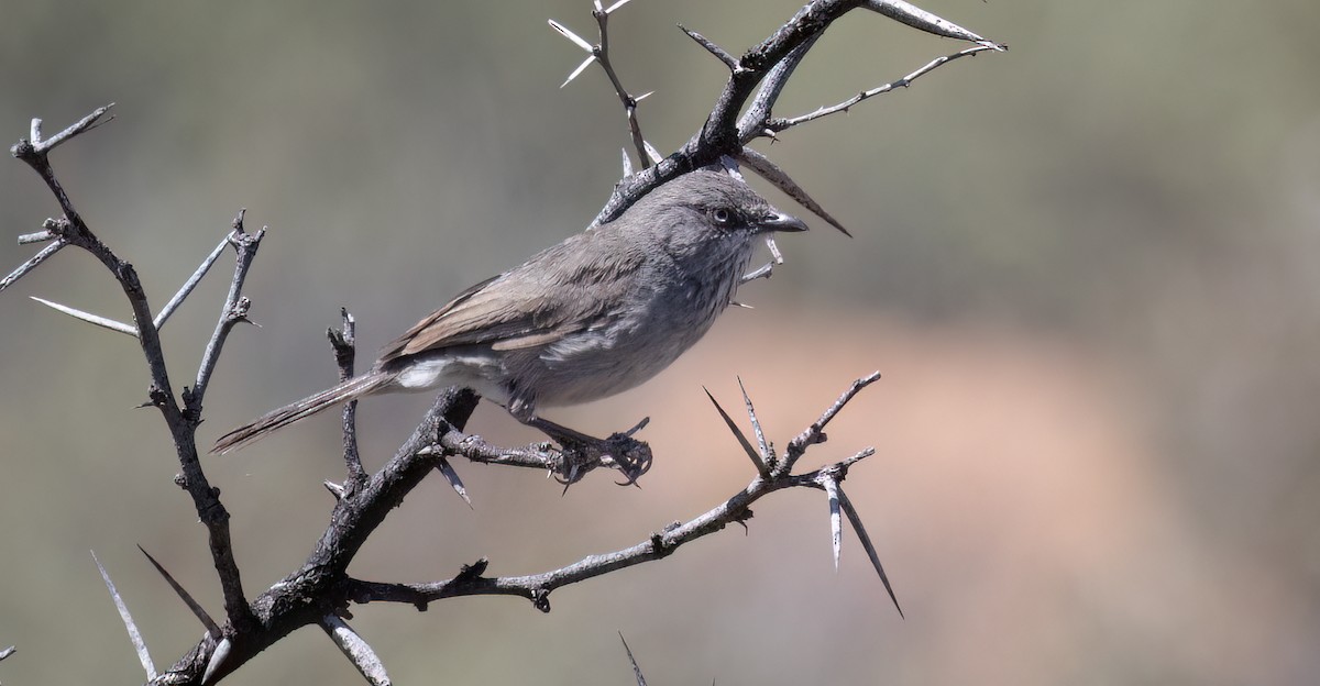Layard's Warbler - ML647112620