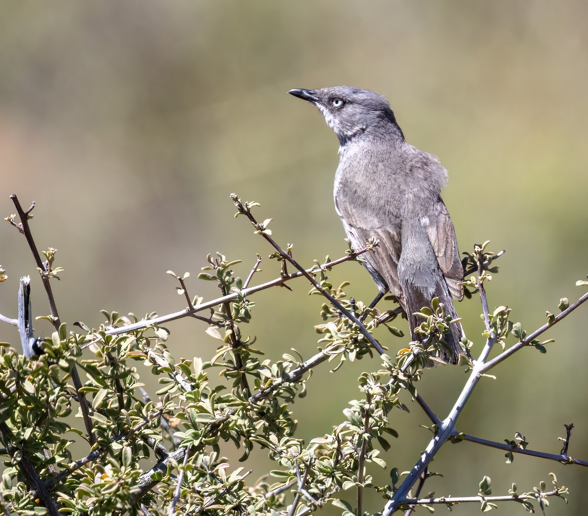 Layard's Warbler - ML647112621