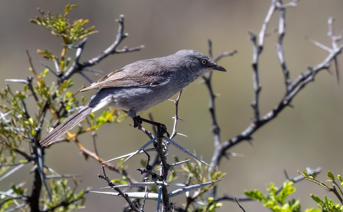 Layard's Warbler - ML647112622