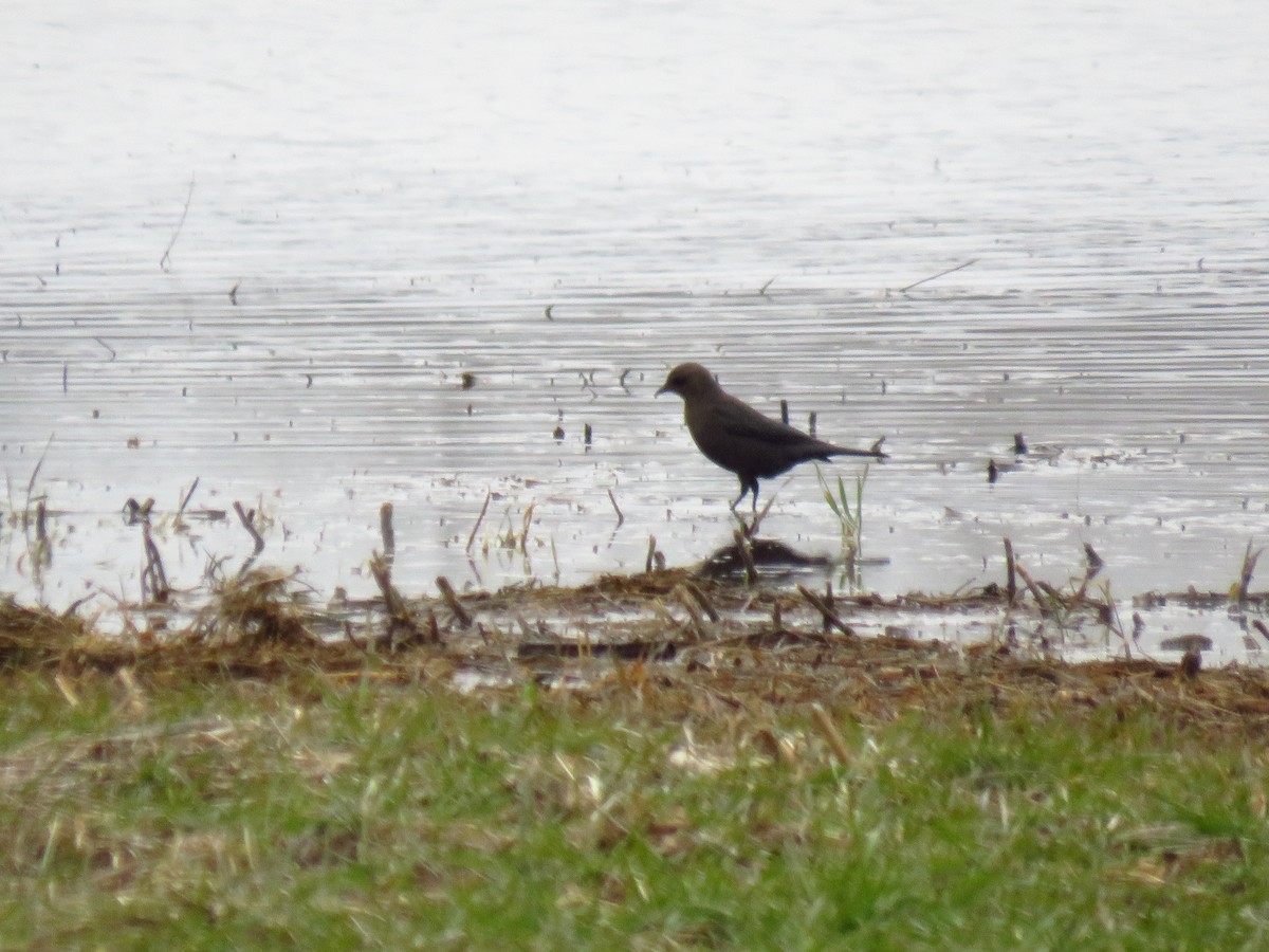 Brewer Karatavuğu - ML647112623