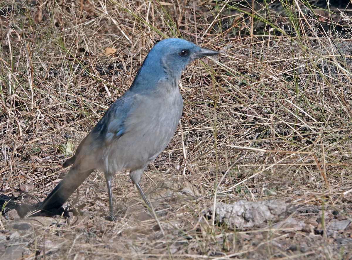 Mexican Jay - ML647112624