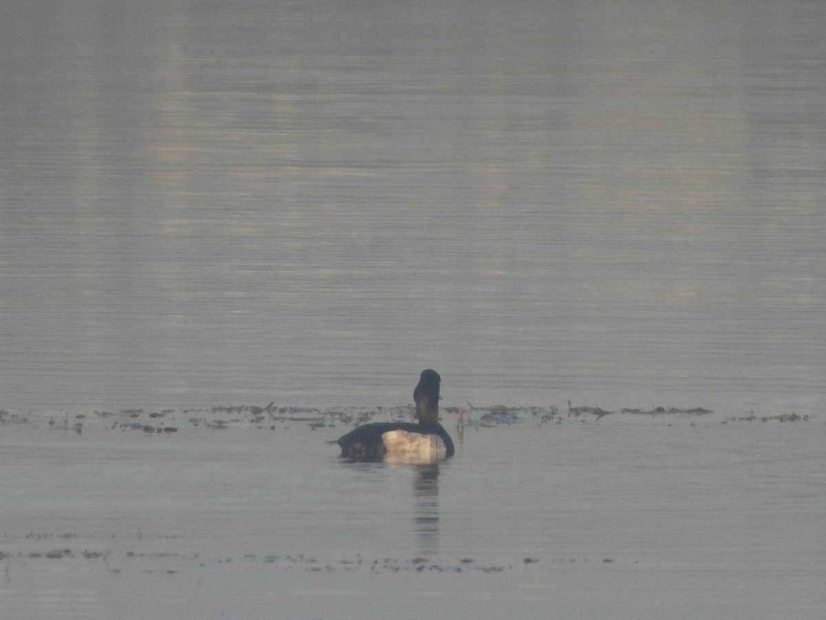 Murgilari mottoduna - ML647112625